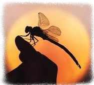 стрекоза - японский самурайский символ